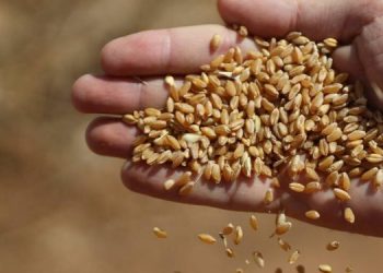 ترتفع واردات القمح 17% لتصل لـ3.36 مليار دولار في 9 أشهر