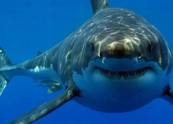 أول تعليق من البيئة بعد حادث هجوم قرش في مرسى علم