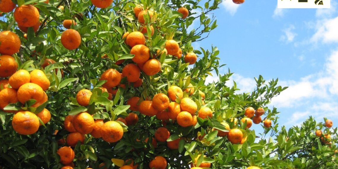 «الإنماء للتنمية الزراعية» تحصل على شهادات دولية لتعزيز الاستدامة