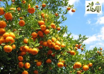 «الإنماء للتنمية الزراعية» تحصل على شهادات دولية لتعزيز الاستدامة