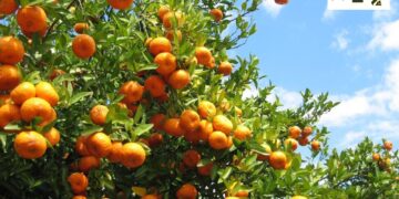 «الإنماء للتنمية الزراعية» تحصل على شهادات دولية لتعزيز الاستدامة