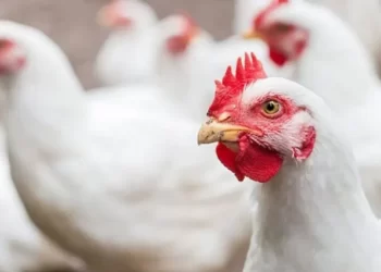 باستثمارات 150 مليون جنيه..«كايرو ثري ايه» تحصل على حق انتفاع مشروع إنتاج دواجن بسوهاج