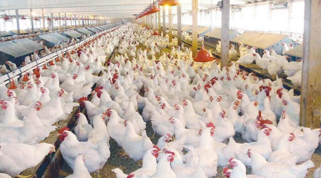 عمومية الإسماعيلية مصر للدواجن تقرر استمرار الشركة رغم الخسائر