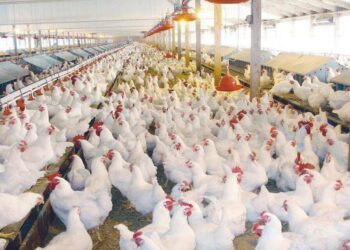 عمومية الإسماعيلية مصر للدواجن تقرر استمرار الشركة رغم الخسائر