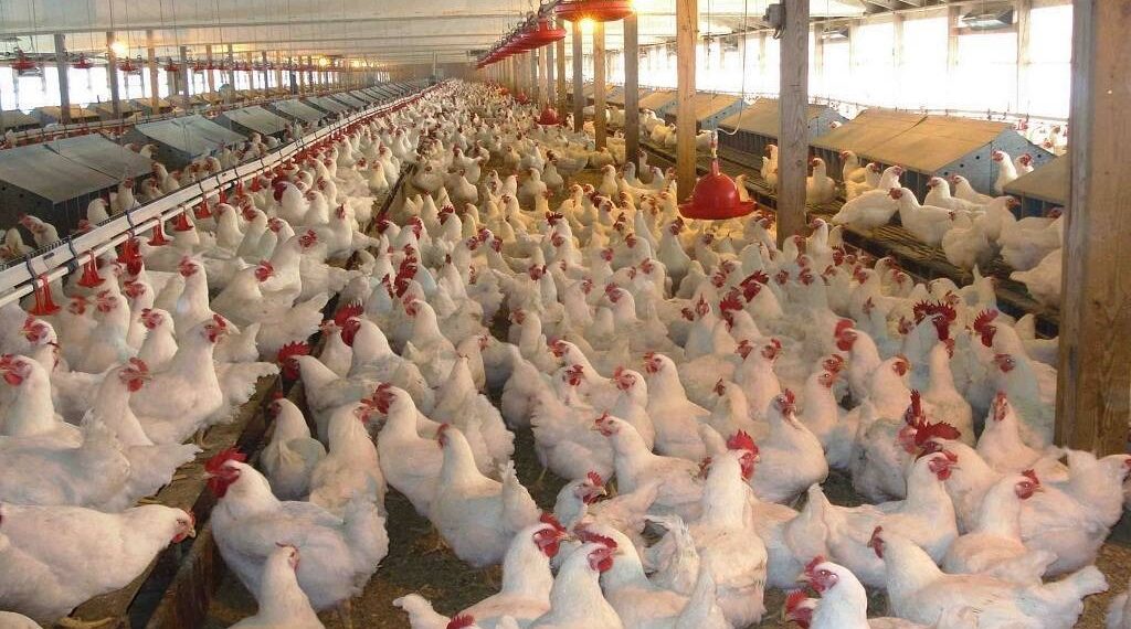 أرباح المنصورة للدواجن تنمو 68% خلال الربع الأول من 2025