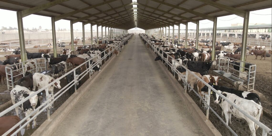 إطلاق برنامج بنك الطعام لصك الأضحية للعام العشرين على التوالي