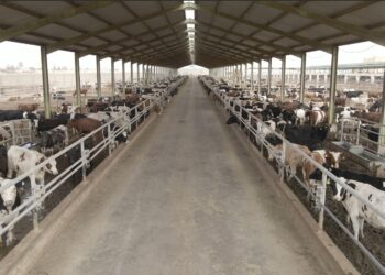 إطلاق برنامج بنك الطعام لصك الأضحية للعام العشرين على التوالي