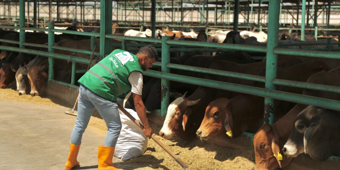 مصر الخير تستعد لنشر فرحة الأضحى والاحتفال مع المستحقين في جميع محافظات مصر