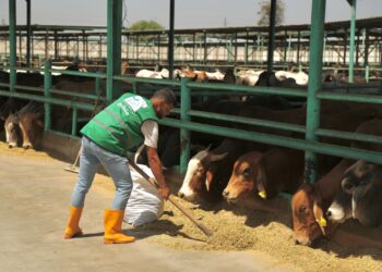 مصر الخير تستعد لنشر فرحة الأضحى والاحتفال مع المستحقين في جميع محافظات مصر