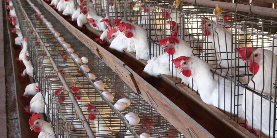 أسعار الدواجن اليوم 6-7-2025 في مصر