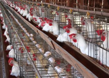 أسعار الدواجن اليوم 6-7-2025 في مصر