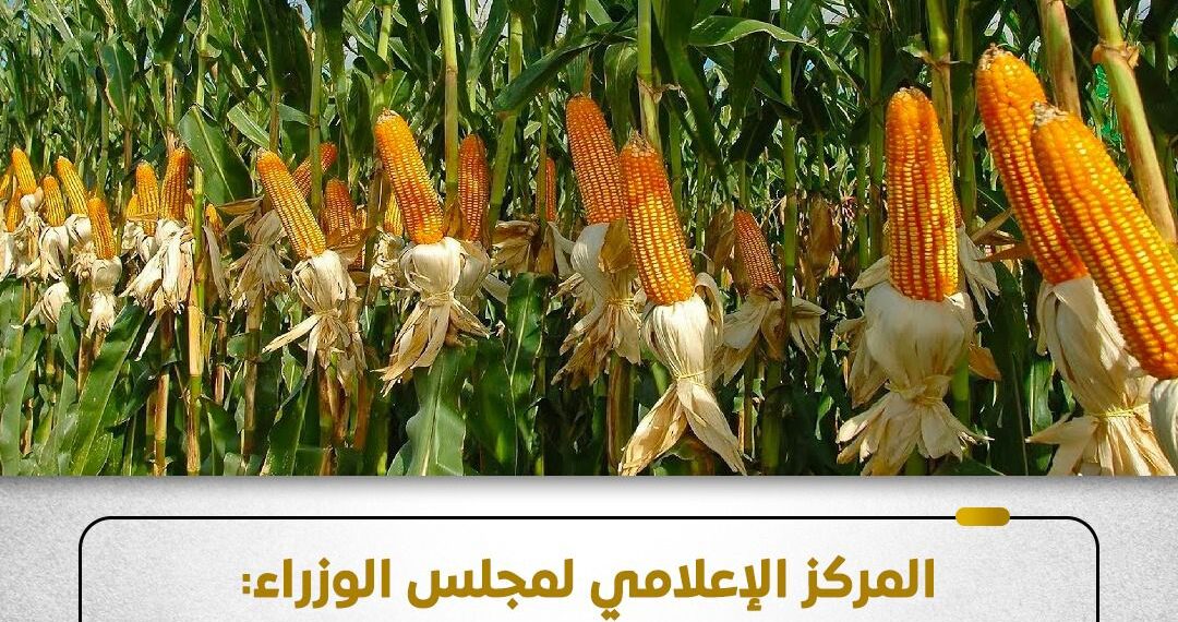 الوزراء: الدولة مستمرة في دعم محصول الذرة الشامية وتعمل على زيادة إنتاجيته