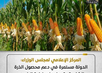 الوزراء: الدولة مستمرة في دعم محصول الذرة الشامية وتعمل على زيادة إنتاجيته