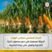 الوزراء: الدولة مستمرة في دعم محصول الذرة الشامية وتعمل على زيادة إنتاجيته