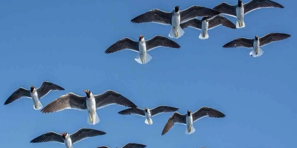 مدير محميات الشمالية: مصر معبر رئيسي للطيور المهاجرة عالميًا