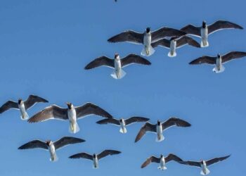 مدير محميات الشمالية: مصر معبر رئيسي للطيور المهاجرة عالميًا