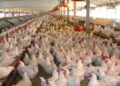 ارتفاع خسائر المصرية للدواجن بنسبة 63% خلال التسعة أشهر الأولى من 2025 