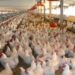 ارتفاع خسائر المصرية للدواجن بنسبة 63% خلال التسعة أشهر الأولى من 2025 