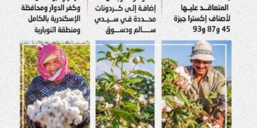 “الزراعة” تعلن خريطة أصناف القطن المعتمدة لموسم 2026