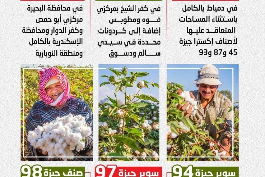 “الزراعة” تعلن خريطة أصناف القطن المعتمدة لموسم 2026