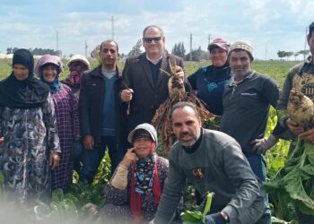 “البحوث الزراعية” تدعم التوسع في بنجر السكر لتعزيز الأمن الغذائي